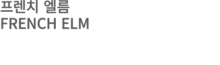 프렌치 엘름 FRENCH ELM